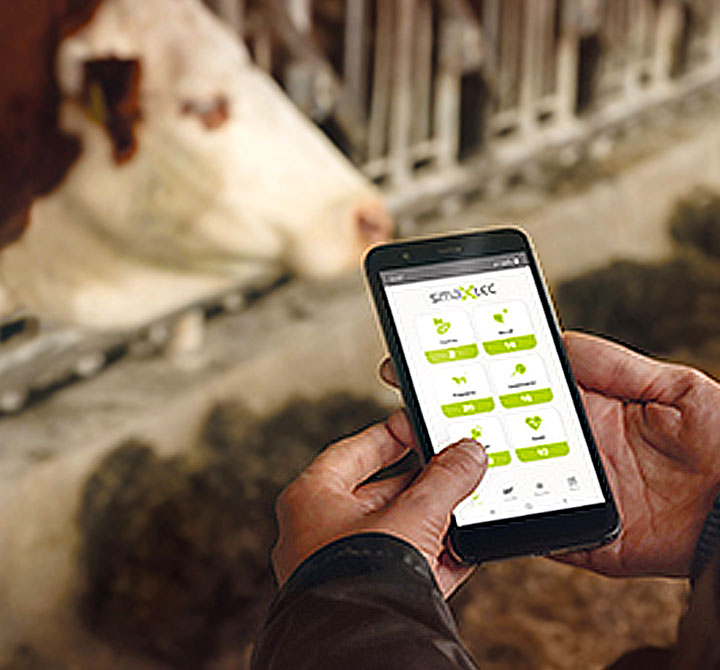 Checking health sensors in a cow